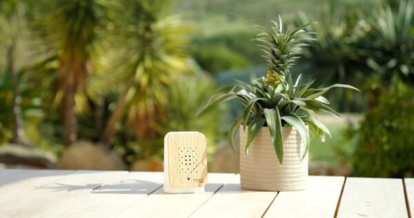 RELAXOUND Original Junglebox Oak - Modern Nature Sound Box - Relaxing Exotic Jungle Sounds - Motion Sensor Tool
